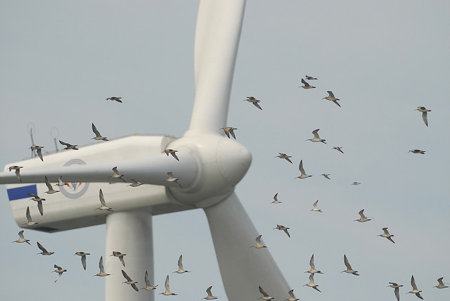 Wind turbine with birds